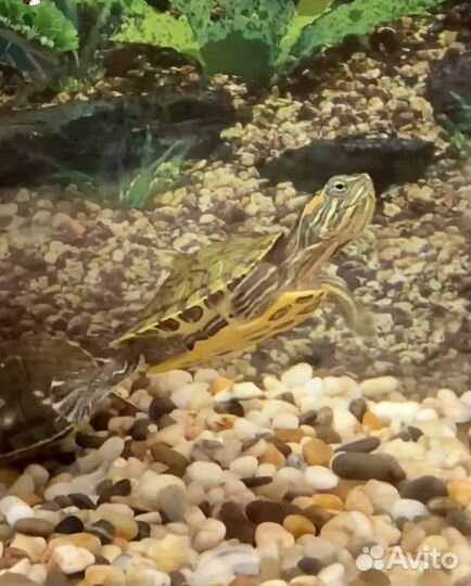 Красноухие черепахи с аквариумом