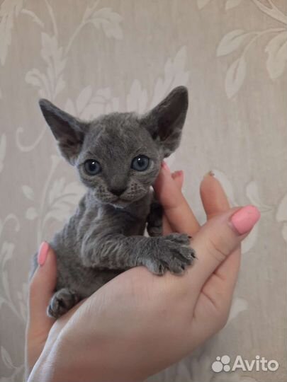 Котята девон-рекс