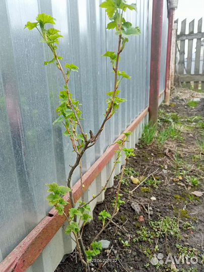 Черная смородина