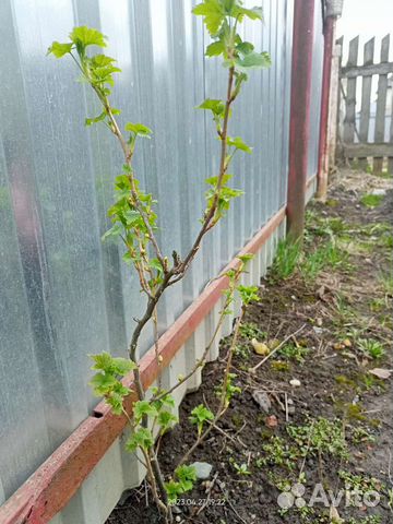 Черная смородина