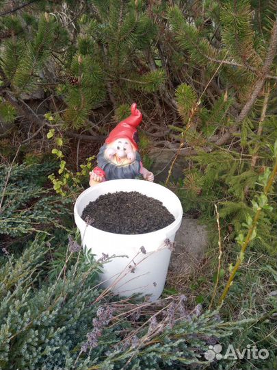 Иван чай ферментированный