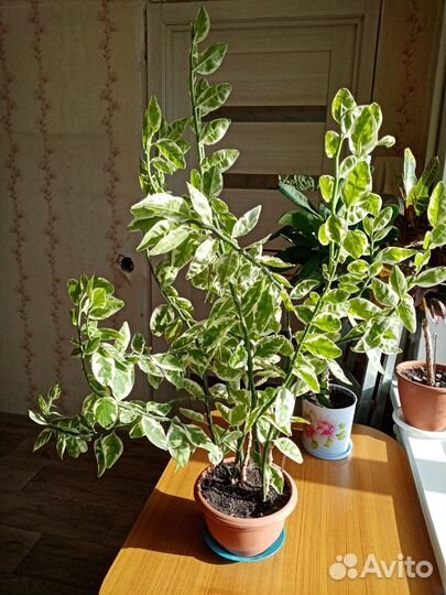 Педилантус