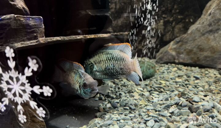 Аквариумные рыбки. Нанокара. Малыши