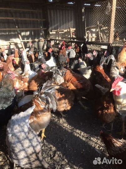 Домашние Куры и Петухи