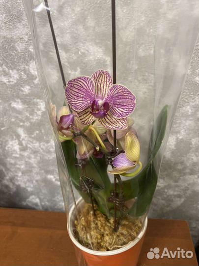 Орхидея фаленопсис