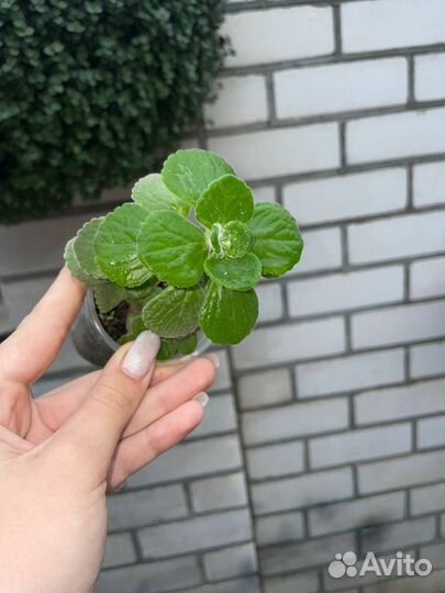 Комнатная мята