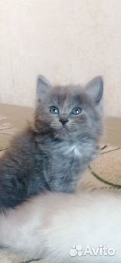 Кошка (котенок)