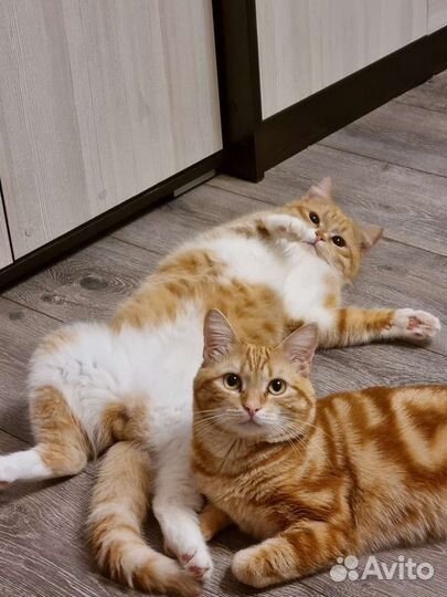 Котик с необычным окрасом