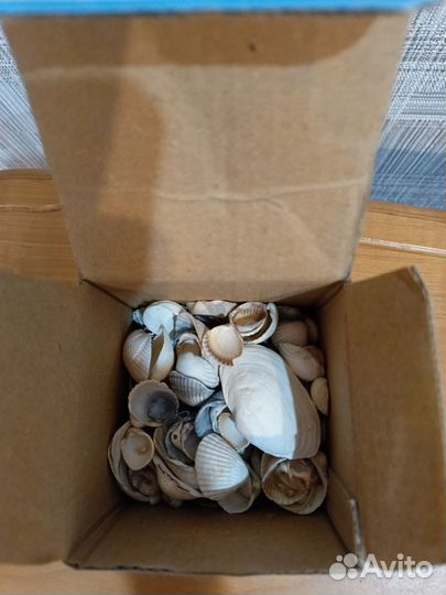 Ракушки на поделки
