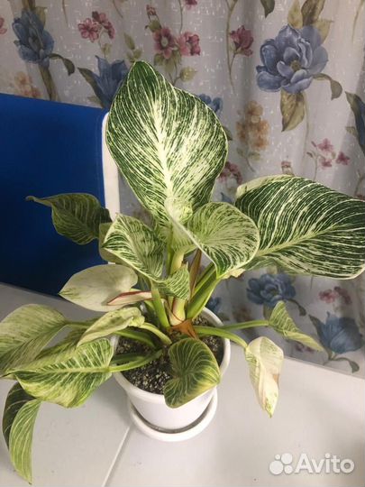 Филодендрон биркин