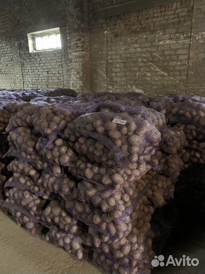 Продам картофель оптом