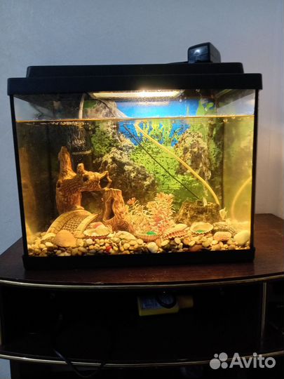 Аквариум