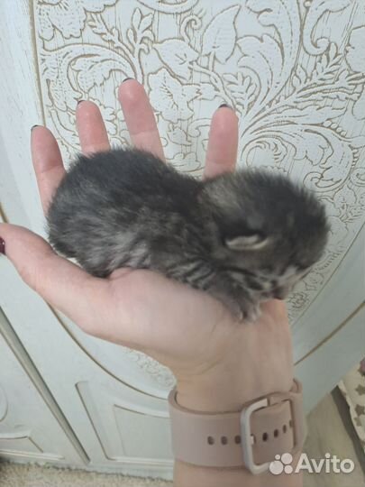 Кошки в добрые руки