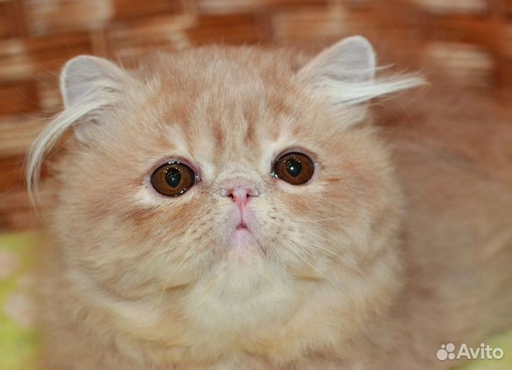 Персидский кот