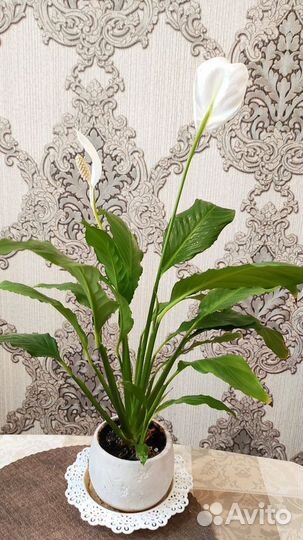 Спатифиллум