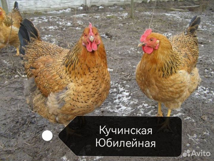 Инкубационное яйцо породистых кур