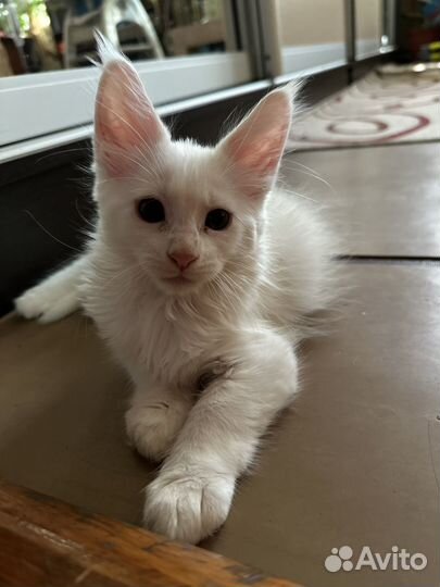 Котята мейн-кун