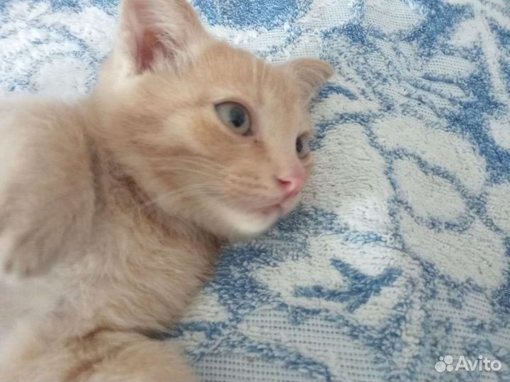 Котенок вислоухий