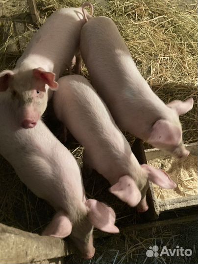 Продажа свиней и поросят на мясо