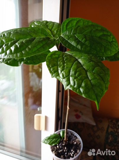 Клеродендрум. Хатиора (брызги шампанского)