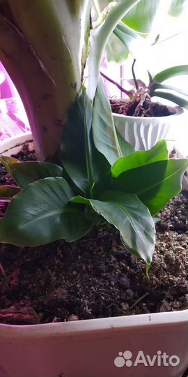 Банан киевский карлик