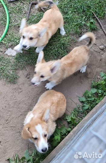 Вельш-корги пемброк