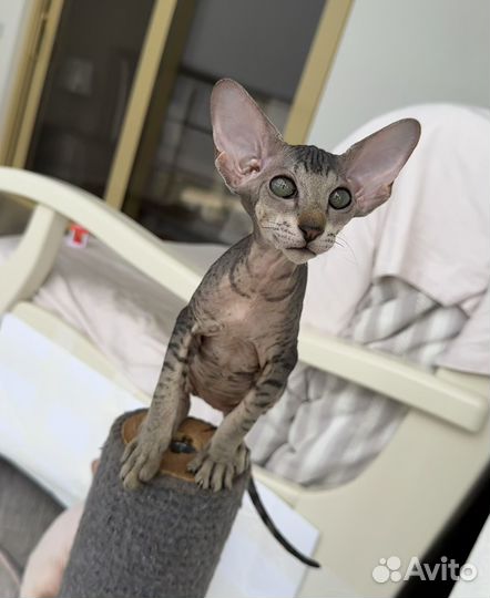 Котята петерболд