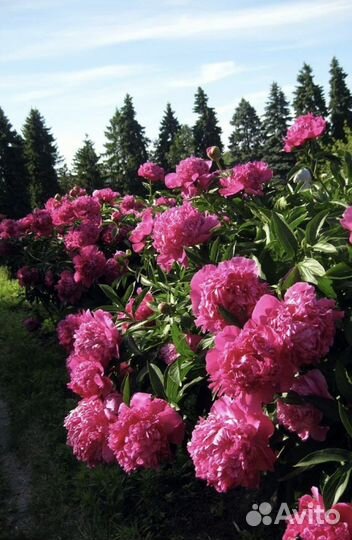 Пионы саженцы