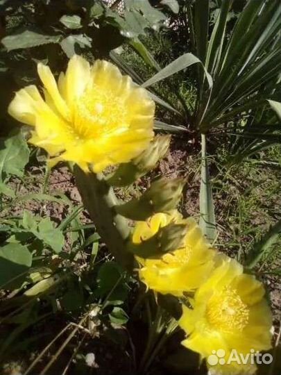 Опунция(уличный кактус)