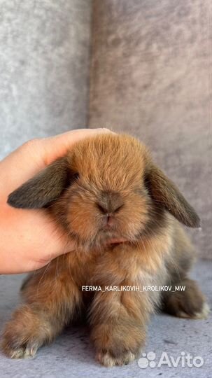 Малыши из питомника NHD и mini LOP