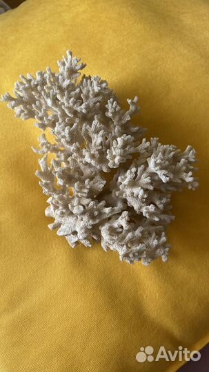 Морской коралл