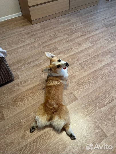 Дрессировка собак с передержкой