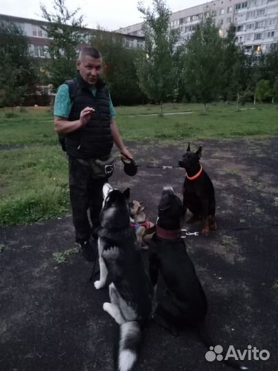 Дрессировка и обучение собак кинолог