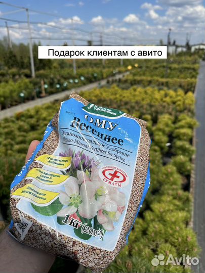 Барбарис в ассортименте