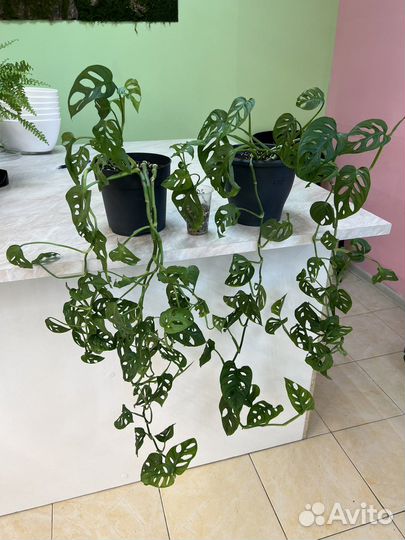 Монстера манки маск