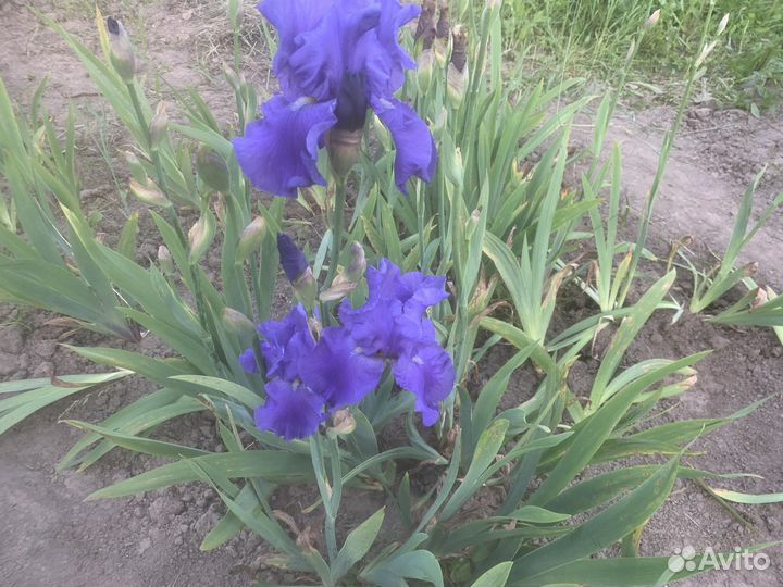 Ирисы бородатые сортовые