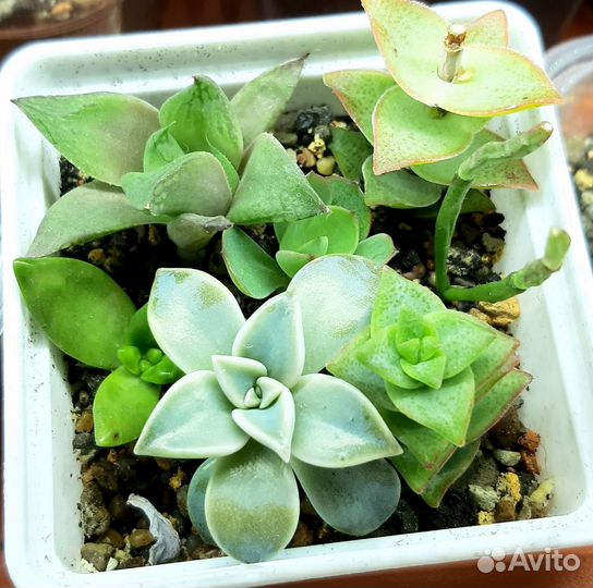 Суккуленты и садики из сукулентов