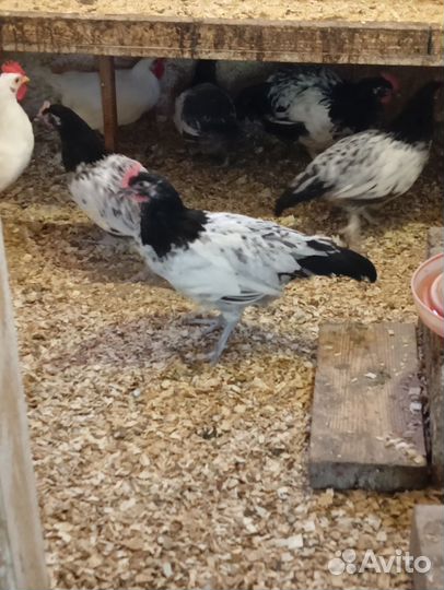 Продаю молодых петушков разные
