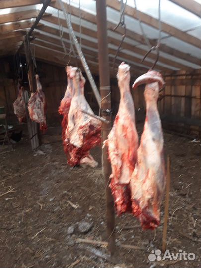 Мясо говядина