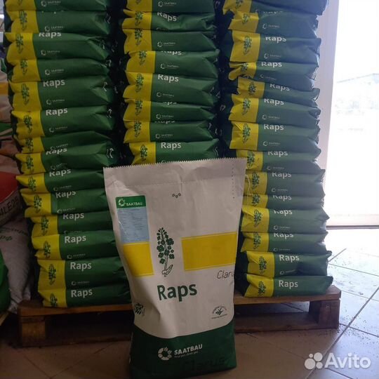 Семена рапса