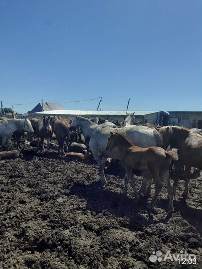 Продам лошадь