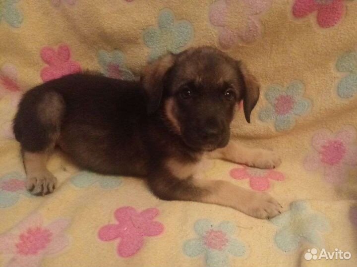 Лапулька - крохотулька ищет дом и любящую семью