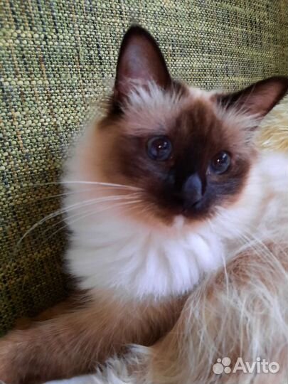 Кошечка редкой породы