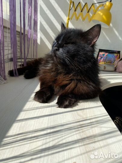 Брутальный кот ищет достойных хозяев