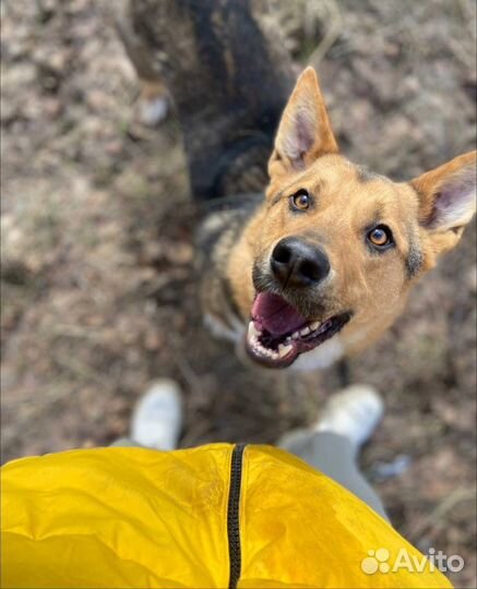 Есть только приютский вольер
