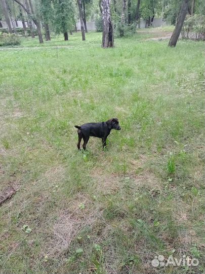 Собака в добрые руки щенок