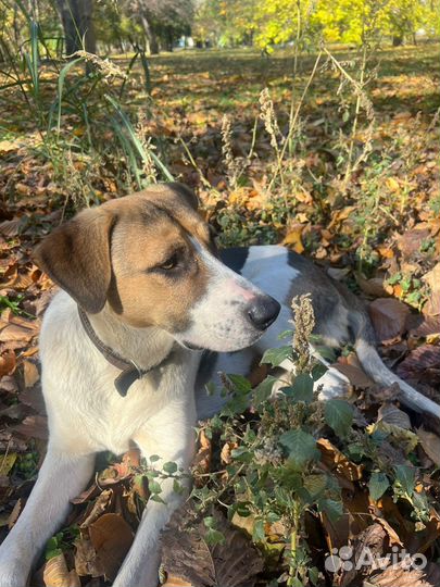 Собака в добрые руки