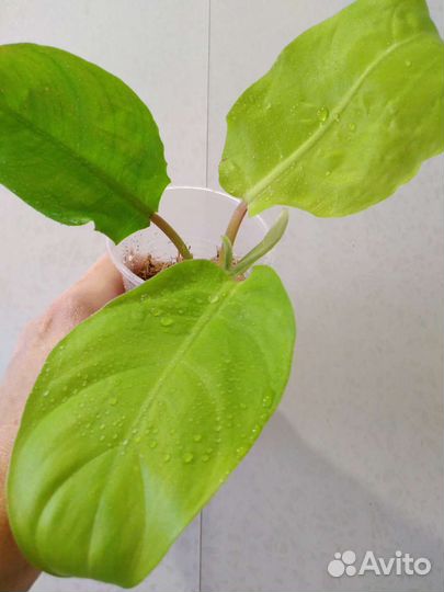 Филодендрон Голди Лок