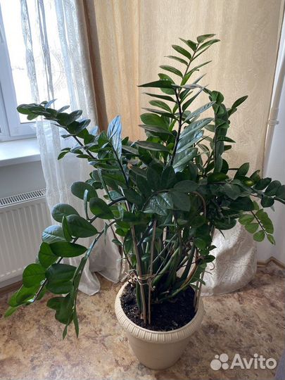 Замиокулькас