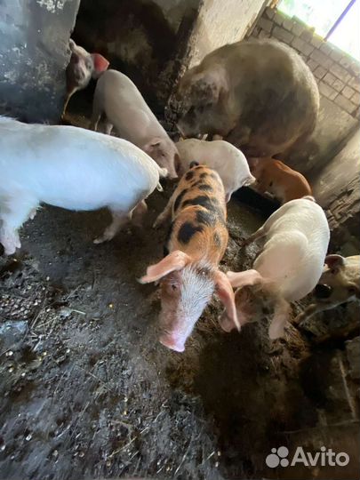 Поросята ландрас дюрок